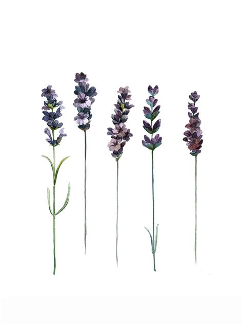 Lavender Botanical Illustration By Christina Wolff Mantikastudio Buy