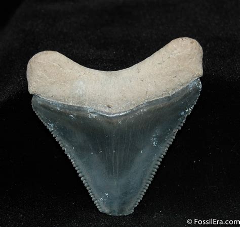 Bone Valley Megalodon Tooth For Sale 541