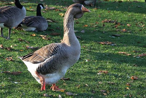 Toulouse Goose The Life Of Animals