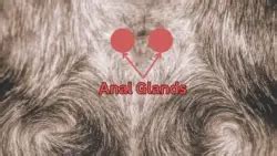 Poodle Anal Glands A Comprehensive Guide PoodleHQ