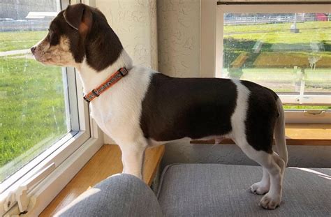 Rat Terrier Mixes 20 Different Rattie Crossbreeds K9 Web