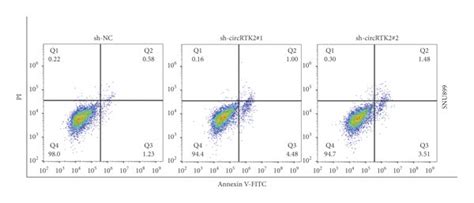 Circptk2 Knockdown Promotes Lscc Cell Apoptosis Ad The Apoptosis Of Download Scientific