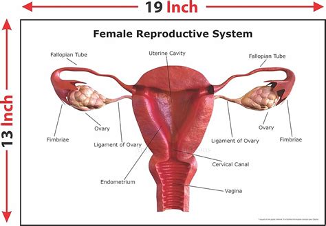 Female Reproductive System With Labelled Diagram