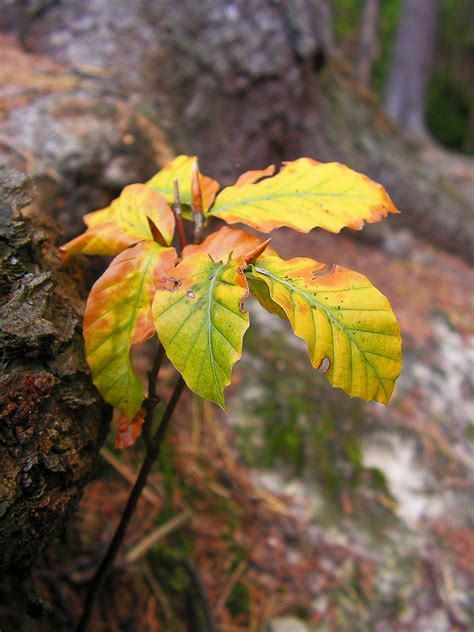 Fotos Gratis Naturaleza Bosque Rama Luz De Sol Flor Verde