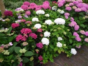 Planten En Bemesten Van De Hortensia