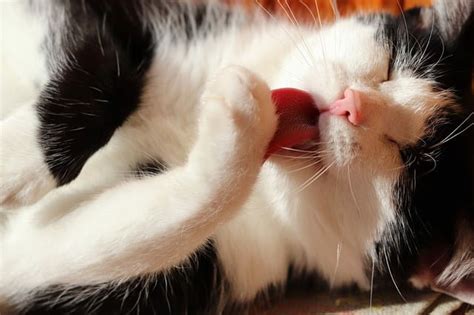 C Mo Prevenir Y Tratar Las Bolas De Pelo En Los Gatos Loc S Por Los Gatos