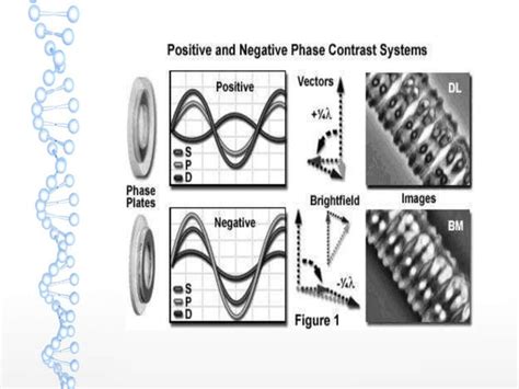 Microscopio Con Contraste De Fases Ppt