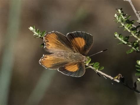 Eltham Copper Butterfly From Kalimna Park Castlemaine Vic Au On