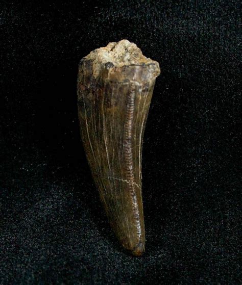 113 Inch Albertosaurus Tooth From Montana For Sale 1378