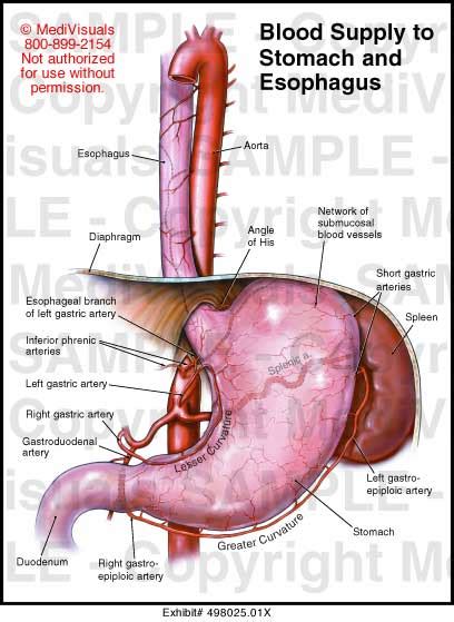 Blood Supply to Stomach and Esophagus - Medivisuals Inc.