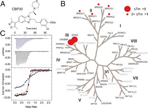 CBP30 A Selective CBP P300 Bromodomain Inhibitor Suppresses Human