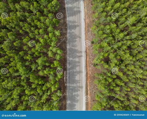 Top Down View Of Road Through Forest At Sunrise Stock Image Image Of