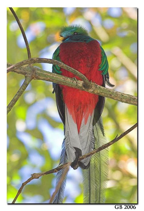 Resplendent Quetzal Birds Colorful Birds Cute Animals