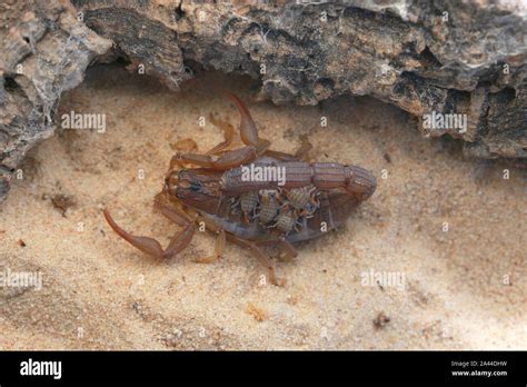 Scorpions Mating Hi Res Stock Photography And Images Alamy