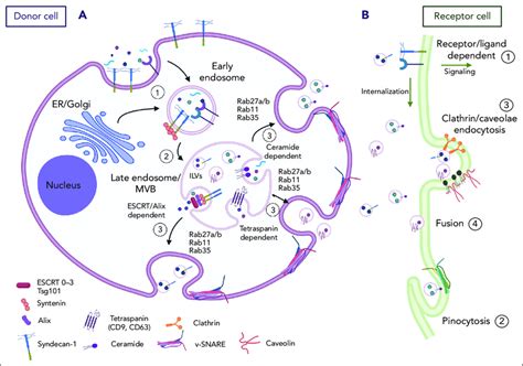 Exosome Biogenesis And Uptake A 1 The Process Of Exosome Formation