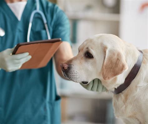 Insufficienza Renale Nel Cane Cause E Sintomi