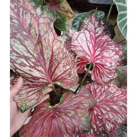 Umbi Keladi Worthon Caladium Lance Worthon Lazada Indonesia