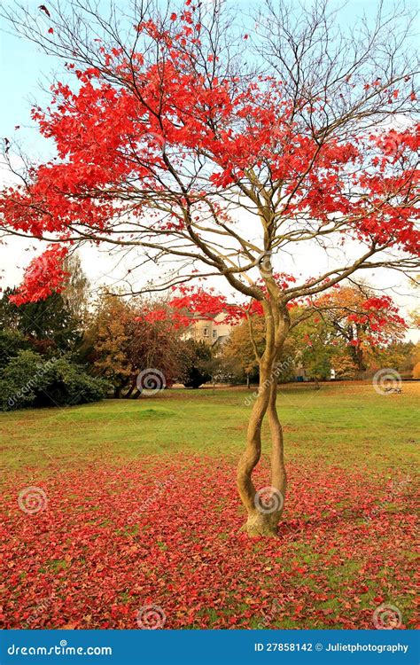 Rbol De Arce Rojo Japon S En El Parque Foto De Archivo Imagen De