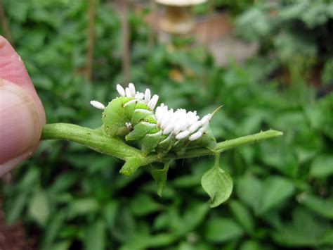 When NOT To Kill a Tomato Hornworm