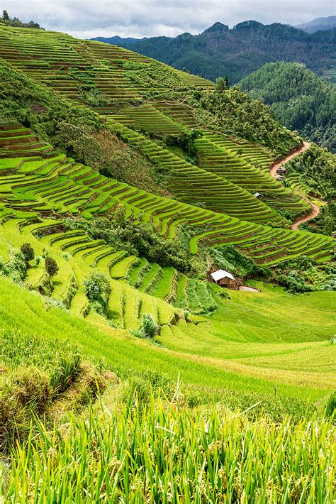 Cabin On The Mountains Surrounded By Rice Fields By Stocksy