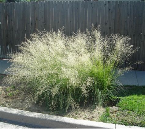 200 Weeping Love Grass Ornamental African Lovegrass Eragrostis Etsy Ornamental Grasses Rock