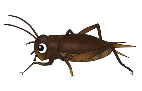 Free Clip Cricket Insect Cartoon Download Free Clip Cricket Insect