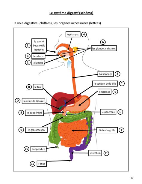 Le Syst Me Digestif