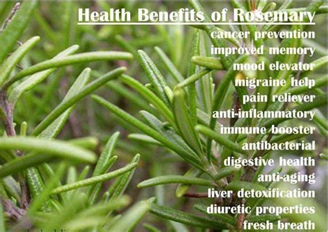 Health Benefits Of Rosemary Herbs For Health Health Benefits Cancer Prevention