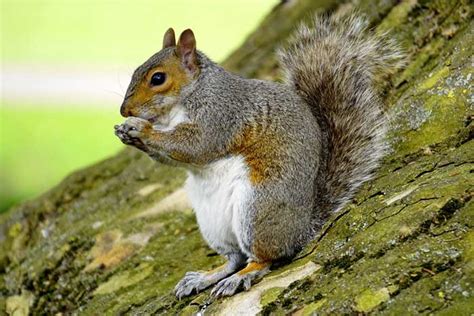 Why Squirrels Are Pest And How You Should Deal With Them Stackward