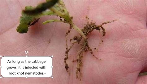 How To Control Root Knot Nematodes Disasters Dora Agri Tech