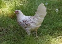 Yokohama | BackYard Chickens - Learn How to Raise Chickens