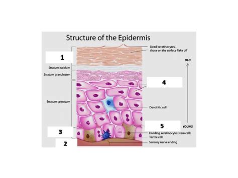 Epidermis Layers Diagram Quizlet