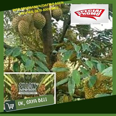 Terbukti Pupuk Durian Bolano Lambunu By Agen Grosir