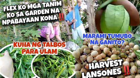 Harvest Lansones At Kwentohan Flex Ko Mga Tanim Ko Sa Garden Na Hindi