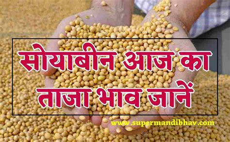 Soyabean Rate Today सोयाबीन भाव 17 जनवरी 2024 आज सोयाबीन मंडी में