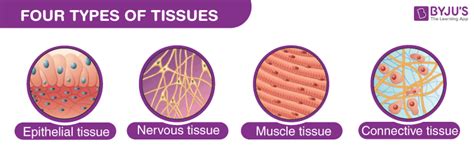 Epithelial Tissue Chart