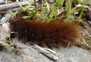 Garden Tiger Moth Caterpillar - What's That Bug?