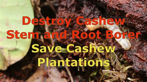 Save Cashew Trees Cashew Stem And Root Borer Management Agriculture