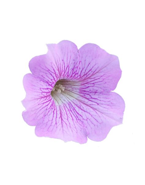 Surfinia® Purple Vein The No1 Petunia Brand Colors Your City