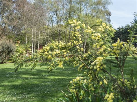 Sgt Member Gardens Opening For National Gardens Scheme Sussex Gardens Trust