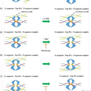 General Mechanism Of Action Of Topoisomerase I A Top I Binds To The