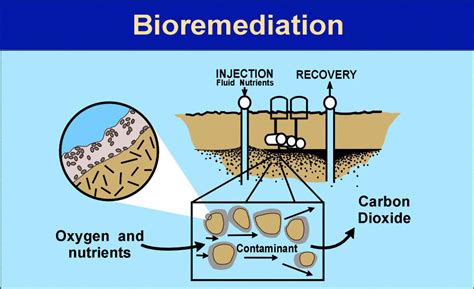 New Technique To Decontaminate Polluted Sites Sciencenewshub