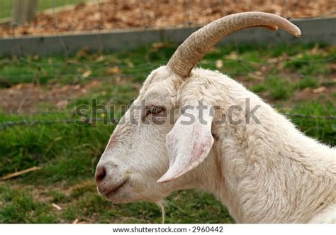 Goat Head Profile Stock Photo 2960442 Shutterstock