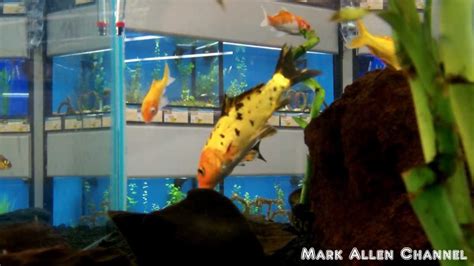 What Pet Store Has The Best Fish At Beverly Sizemore Blog