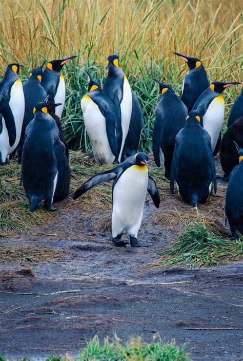 One Big King Penguin Going To The Ocean For Feeding Stock Image Image