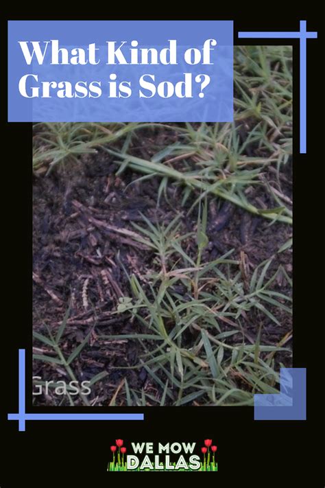 5 Types of Centipede Grass You Should Know! | Centipede grass, Spring ...