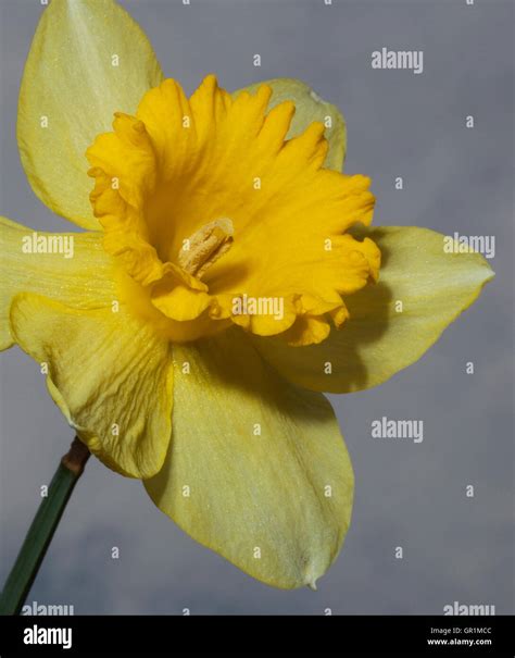 Bright Yellow Daffodil Bloom With Sky And Clouds As A Background Stock