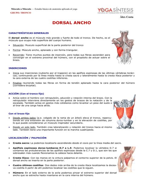 Dorsal Ancho Nova