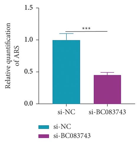 Knockout Of Bc083743 Inhibited Osteogenic Differentiation Of Hbmscs