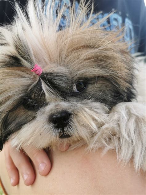 Shih Tzu Suczka I Piesek Drahle OLX Pl